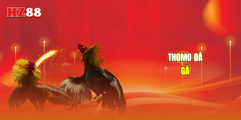 Thomo đá gà