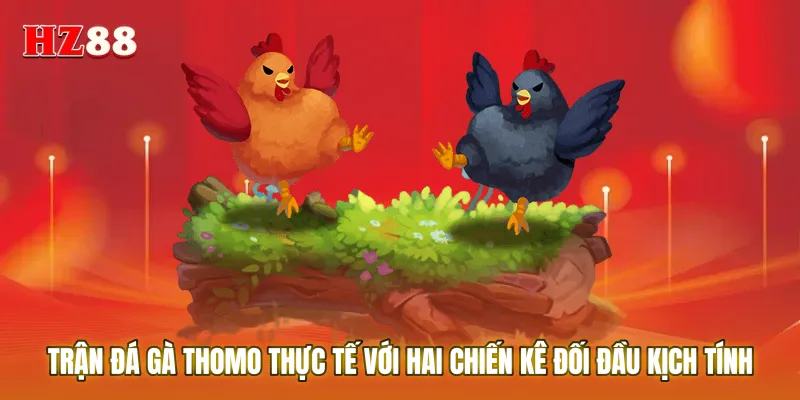 Trận đá gà Thomo thực tế với hai chiến kê đối đầu kịch tính